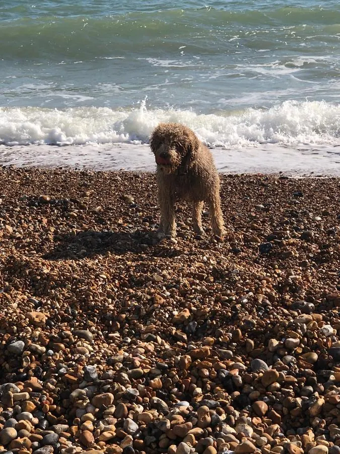 Poets Rest, Free Parking, Ev Socket Fees Apply Walk To Beach Brighton Reino Unido
